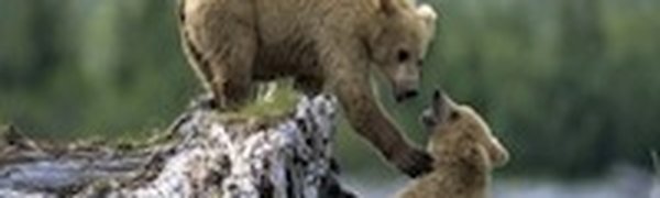 Медвежата из калининградского зоопарка будут выпущены на волю