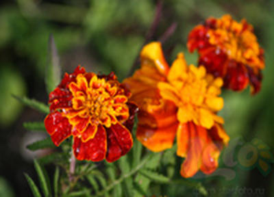 Предварительный прогноз: июнь в этом году будет обычным для Приморья