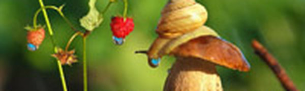 Поднимаем настроение: Сказочная природа