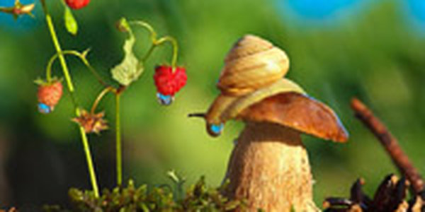 Поднимаем настроение: Сказочная природа