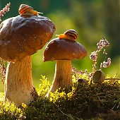 Поднимаем настроение: Сказочная природа