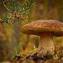 Поднимаем настроение: Сказочная природа