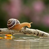 Поднимаем настроение: Сказочная природа
