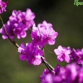 Апрель в Приморье завершается солнечной погодой