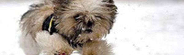Собака заставила хозяина купить выигрышный лотерейный билет