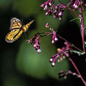 Список WWF: Виды на грани выживания 2010 (ФОТО)