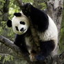 Список WWF: Виды на грани выживания 2010 (ФОТО)