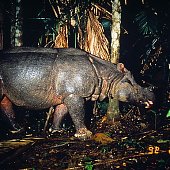 Список WWF: Виды на грани выживания 2010 (ФОТО)