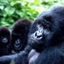 Список WWF: Виды на грани выживания 2010 (ФОТО)