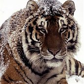 Список WWF: Виды на грани выживания 2010 (ФОТО)