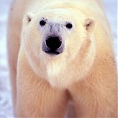 Список WWF: Виды на грани выживания 2010 (ФОТО)