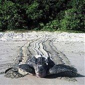 Список WWF: Виды на грани выживания 2010 (ФОТО)