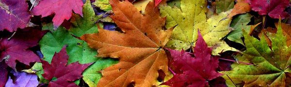 Октябрь в Сихотэ-Алинском заповеднике: самый яркий месяц осени
