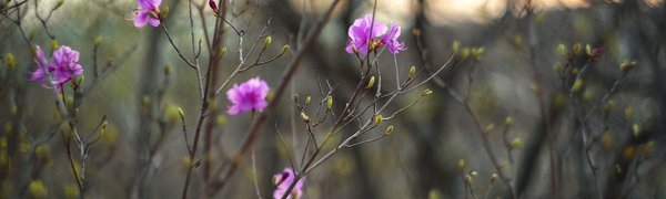 Несмотря на дожди, в Приморье сохранится высокая пожароопасность