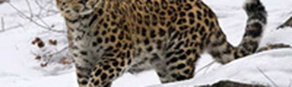 Леопарду в белых «перчатках» выбрали имя