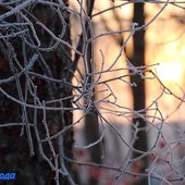 В начале марта в Приморье задержатся морозные ночи