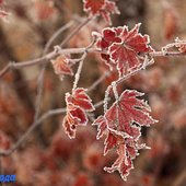 В начале марта в Приморье задержатся морозные ночи