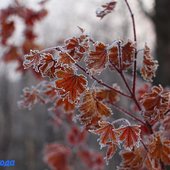 В начале марта в Приморье задержатся морозные ночи