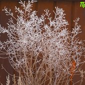 В начале марта в Приморье задержатся морозные ночи