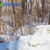 На следующей неделе в Приморье потеплеет на 3–5 градусов