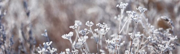 К концу января температура в Приморье приблизится к норме