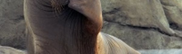 Моржонок поселился в гараже