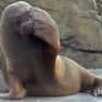 Моржонок поселился в гараже