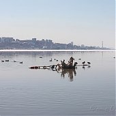 Владивосток отмечает Международный день птиц