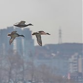 Владивосток отмечает Международный день птиц