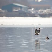 Владивосток отмечает Международный день птиц