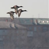 Владивосток отмечает Международный день птиц