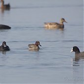 Владивосток отмечает Международный день птиц