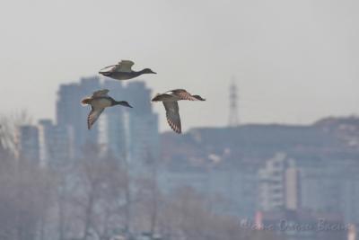 Владивосток отмечает Международный день птиц