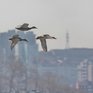 Владивосток отмечает Международный день птиц