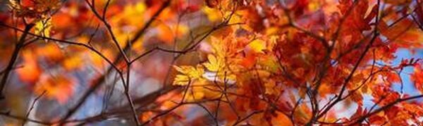 Какая погода ожидается в Приморье в октябре?