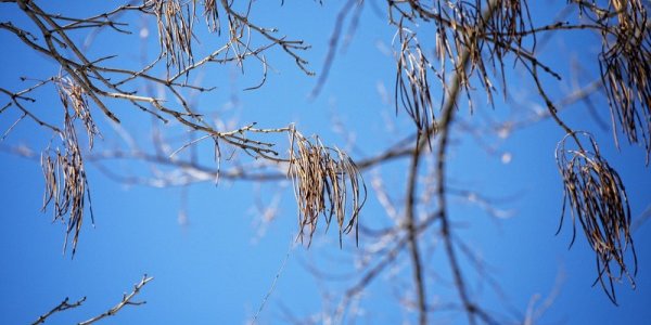 Морозы в Приморье постепенно сходят на нет