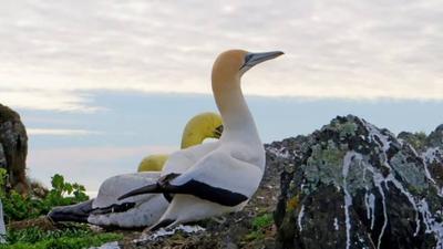 Олуша по имени Найджел — самая одинокая птица на свете