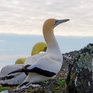 Олуша по имени Найджел — самая одинокая птица на свете