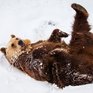 Аномальная весна разбудила медведей на 2 недели раньше обычного