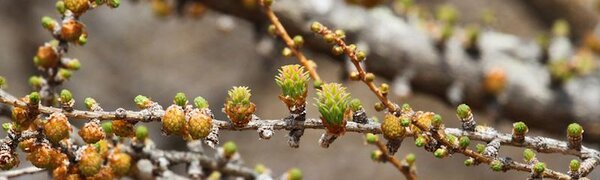 Апрель в Сихотэ-Алинском заповеднике: весенний аромат первых листочков