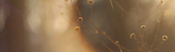 Осенняя череда теплых и прохладных дней в Приморье продолжится