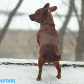 Первая метель этой зимы
