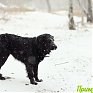 Первая метель этой зимы