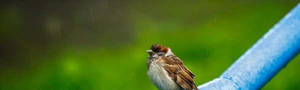 В ближайшие дни во Владивостоке сохранится вероятность небольшого дождя