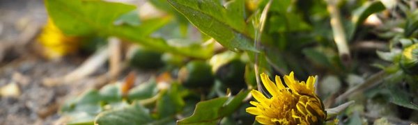 В среду во Владивостоке потеплеет до +12 °С