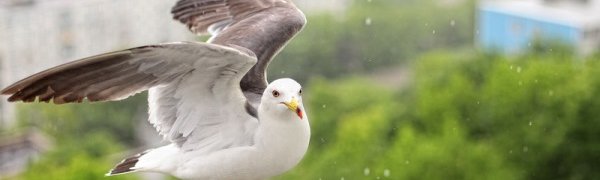 Циклон обрушил на Владивосток дожди и ветер рекордной силы