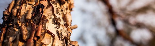 Середина февраля радует Приморье весенним теплом