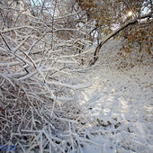 Первый снег