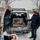 Сбитого машиной лиса после реабилитации выпустили на острове Русский