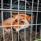 Сбитого машиной лиса после реабилитации выпустили на острове Русский
